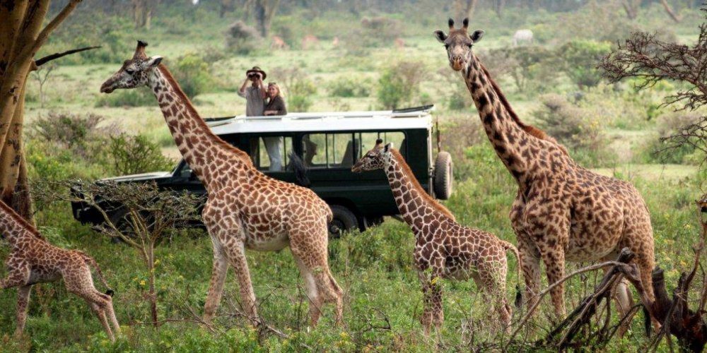 Kenya: The Safari Paradise and the Magic of Wild Nature