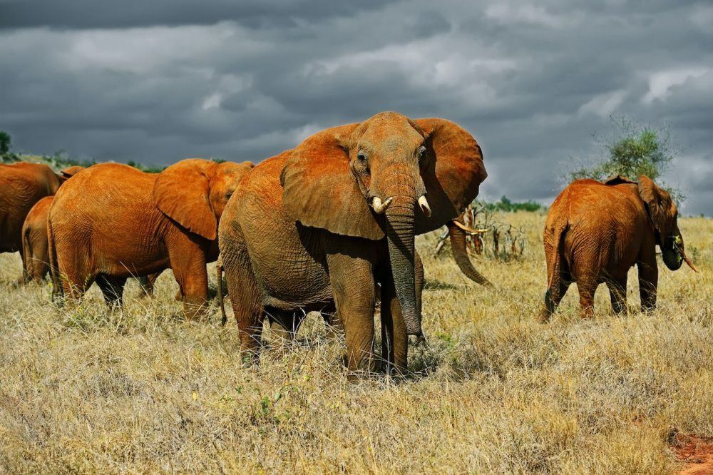 Kenya: The Safari Paradise and the Magic of Wild Nature