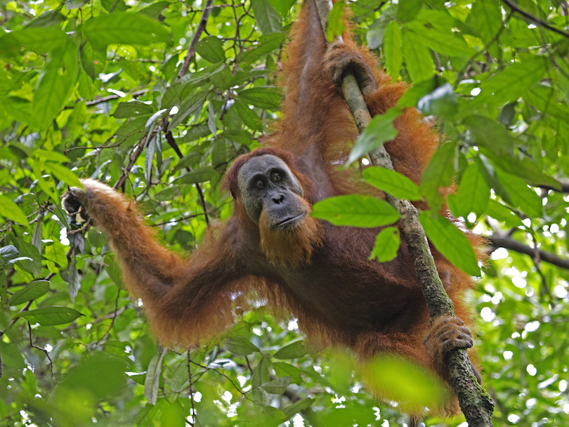Indonesia: Asia’s Magical Blend of Nature and Culture