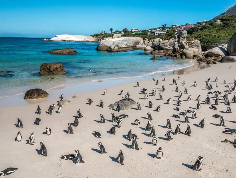 Penguins beach