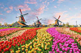 A picture of colorful tulip fields with windmills in the background, one of the most famous landmarks
