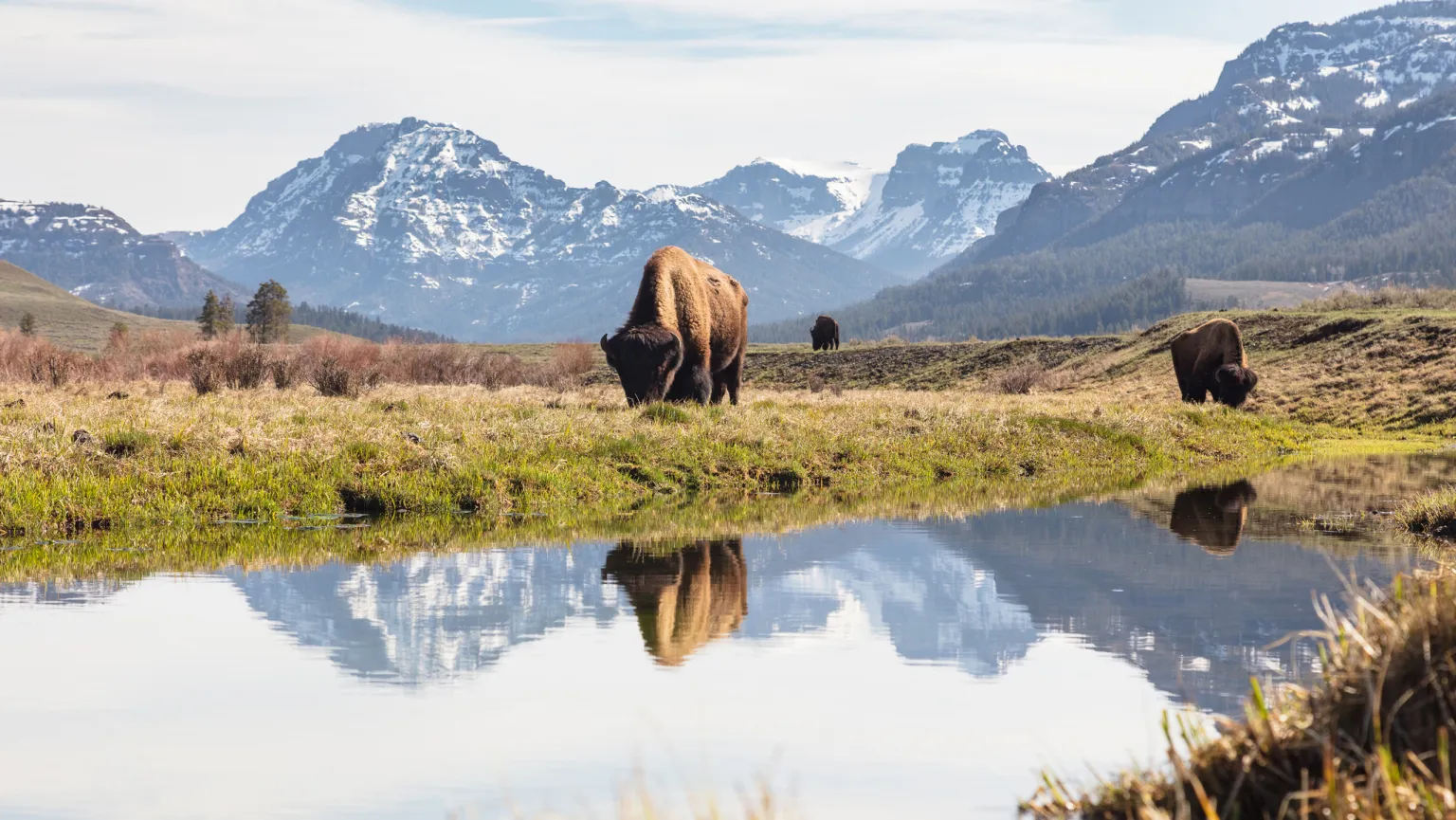 Yellowstone wildlife