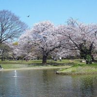 Nature in the Heart of the City