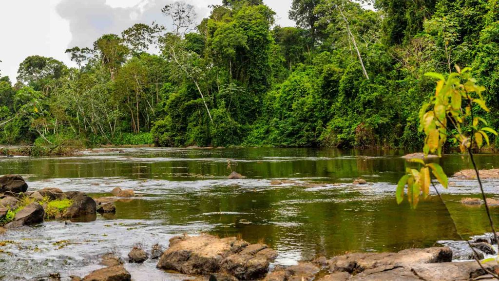  Central Suriname Nature Reserve (UNESCO Site)
