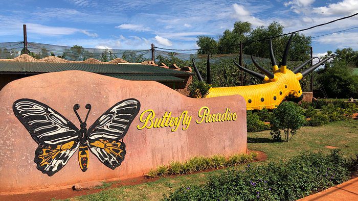  Butterfly Paradise
