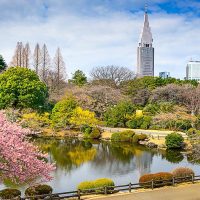 Nature in the Heart of the City