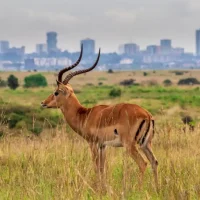 Why Nairobi is a Unique Destination