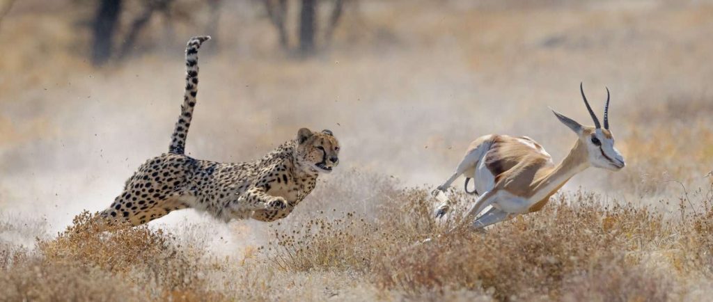 Chase Wildlife in the Wild Heart of Africa