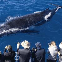Adventure and Activities in Maui