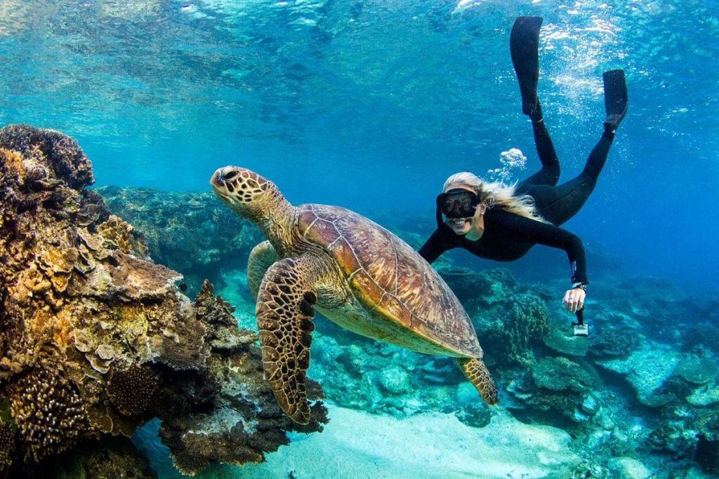 Snorkeling Safaris