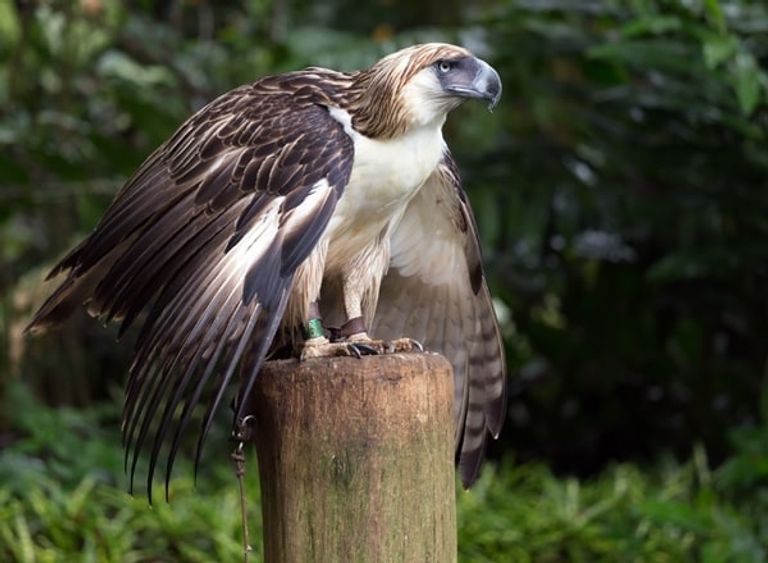 Philippine Eagle