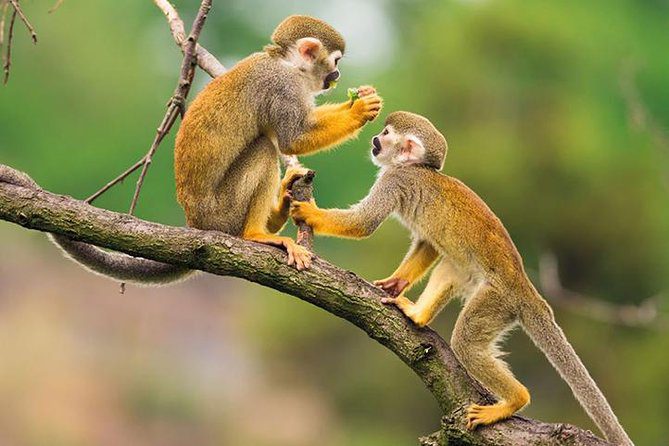 Wildlife