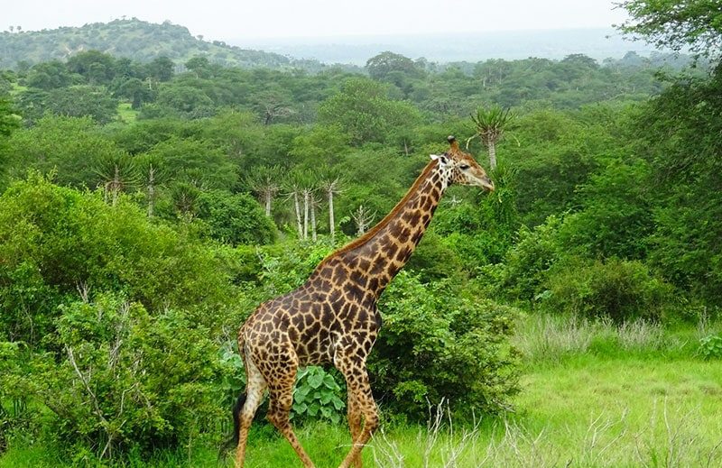 Parque Nacional da Kissama