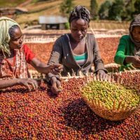 Ethiopia: The Birthplace of Coffee