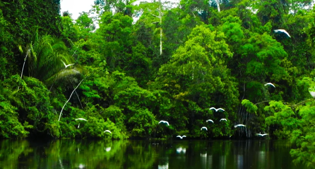 Rainforests