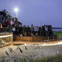• Penguin Viewing