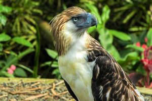 Philippine Eagle Center