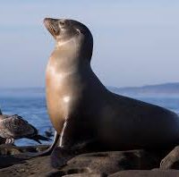 • Seals and Sea Lions