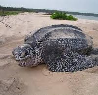 Nature That Surrounds You Everywhere