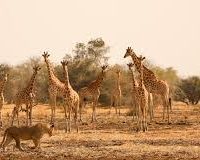 • Zakouma National Park
