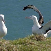• Royal Albatross Centre