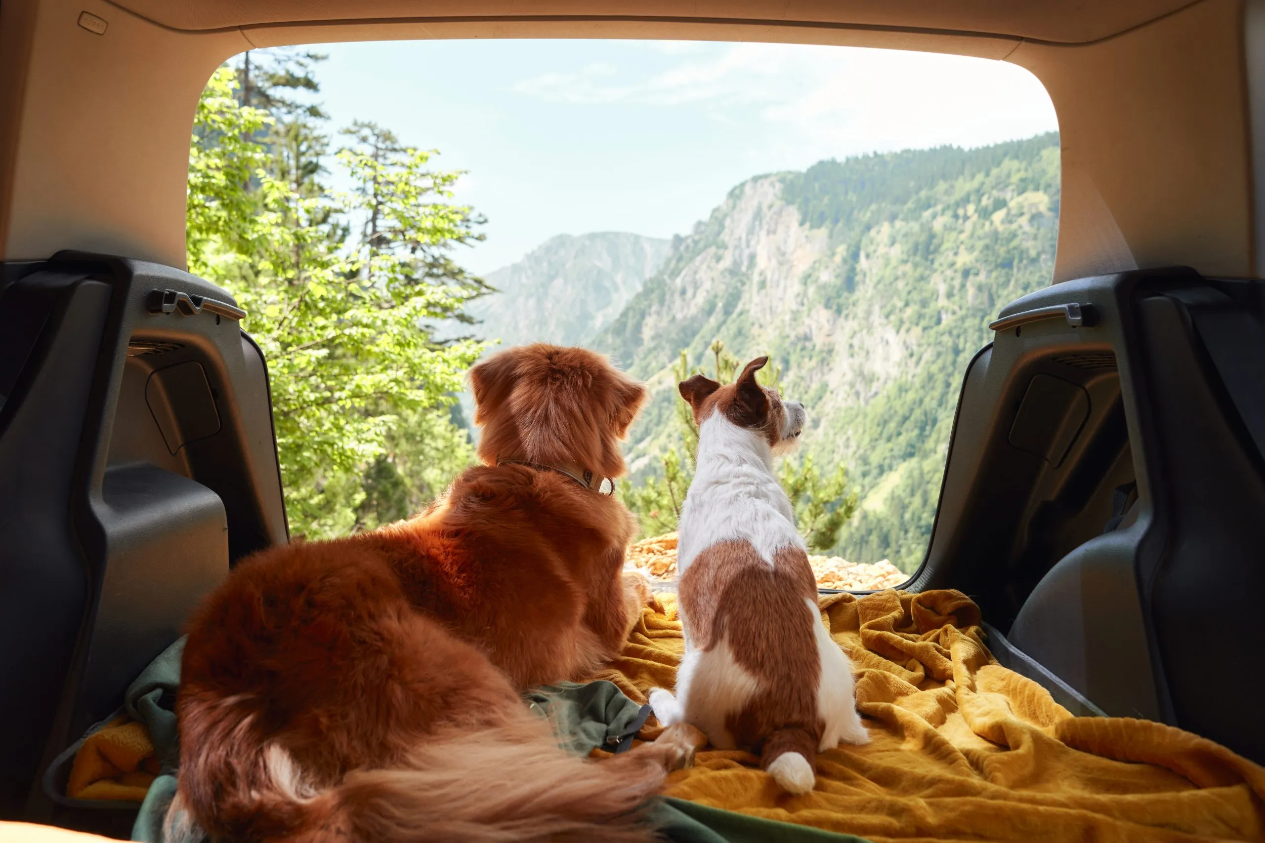 Dog Travel Break