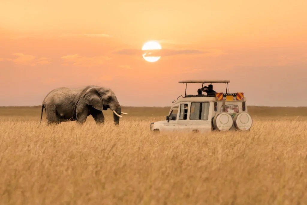 Safari Season