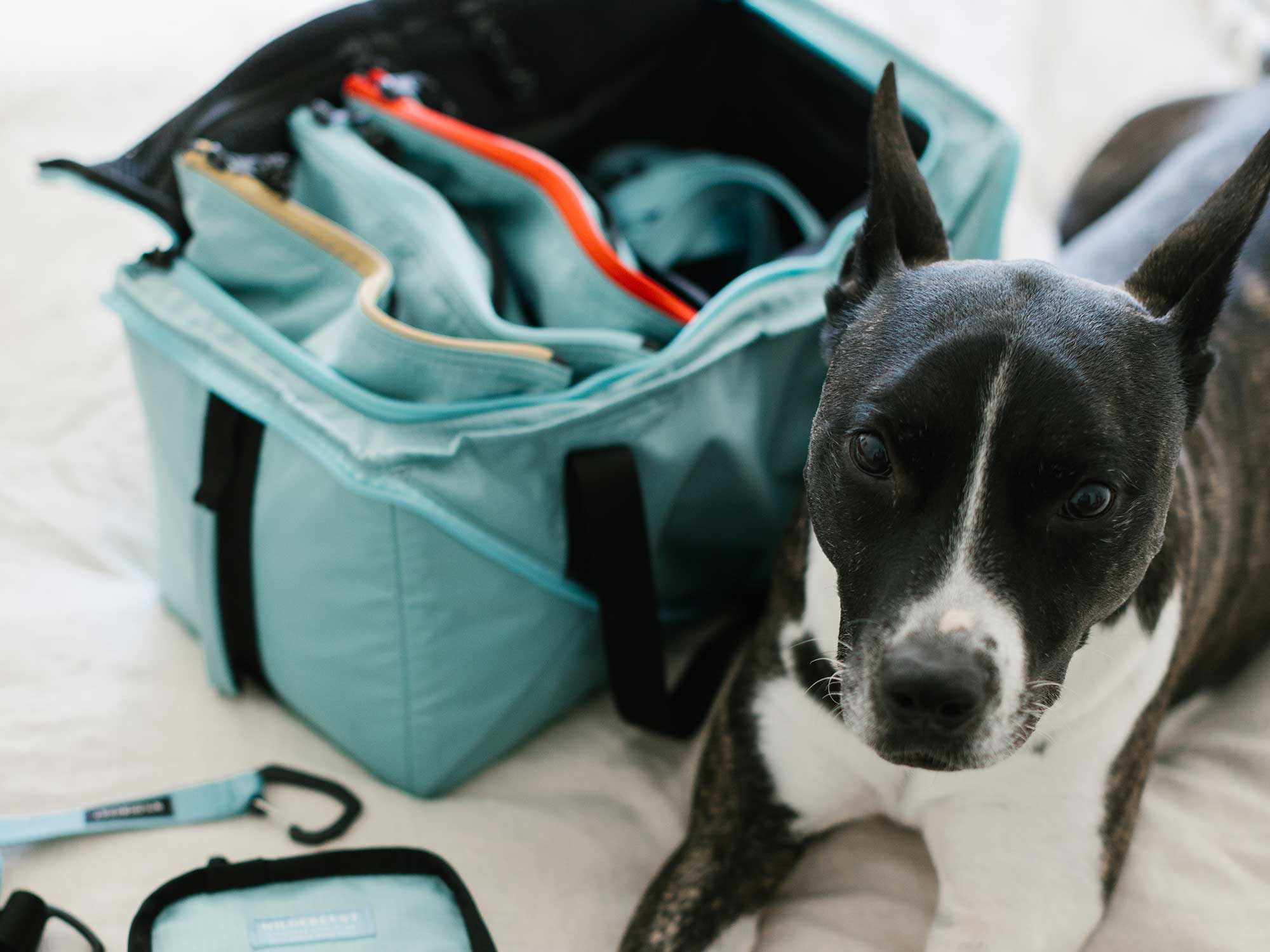 Dog Travel Bag