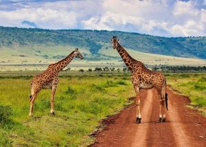 • Mombasa: White sandy beaches and historical old town.