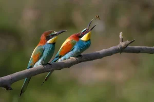 • Birdlife: Flamingos at Lake Nakuru, fish eagles, pelicans, and over 400 bird species across the parks.