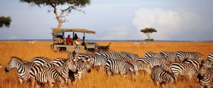 Safari Experiences for Beginners
