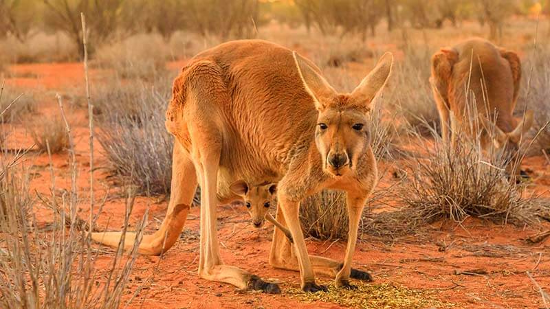 Wildlife of Uluru