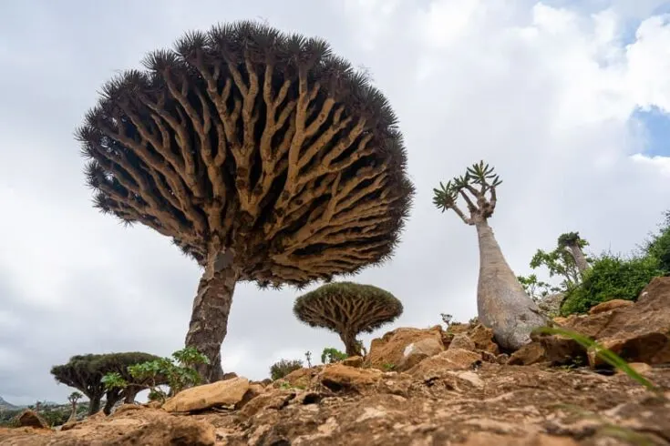 Socotra Island