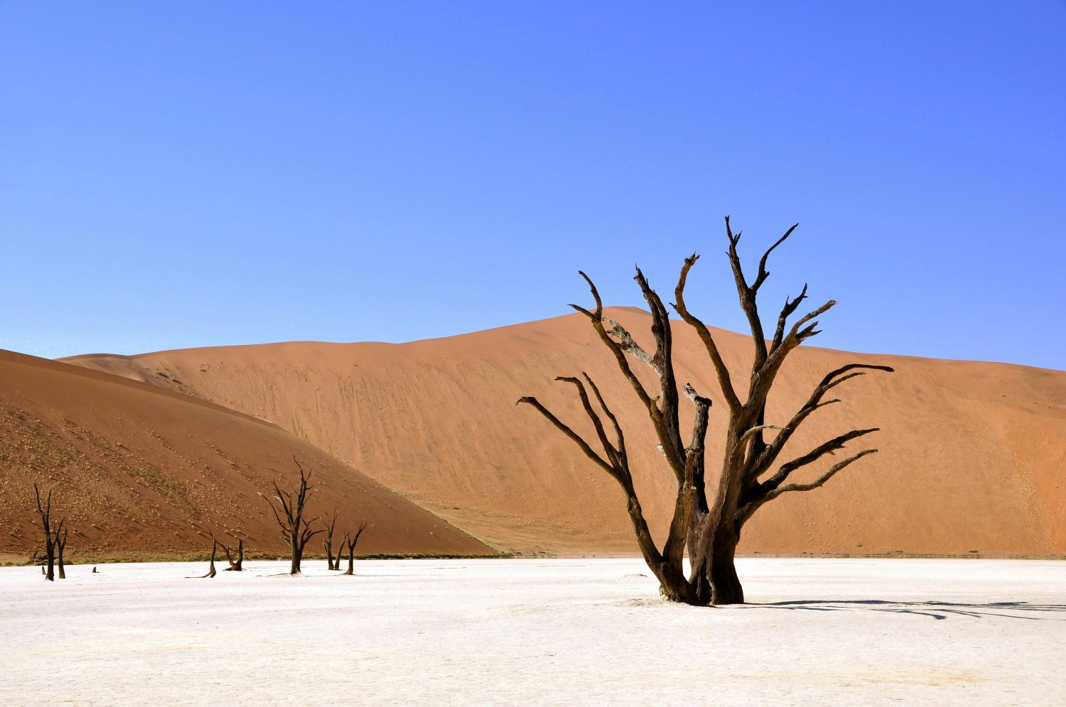 Deadvlei: The White Clay Pan