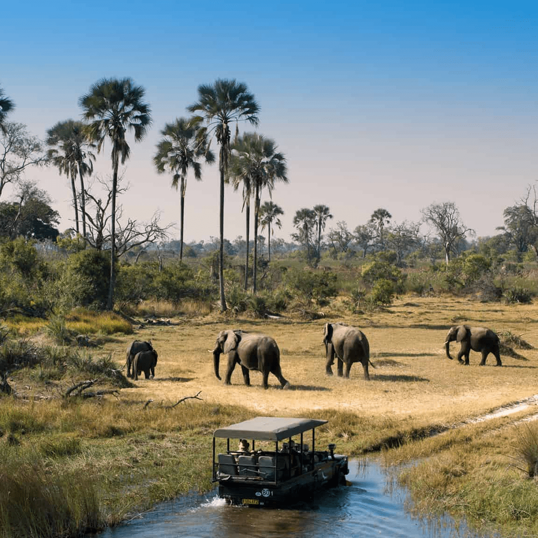 Botswana Safari Guide