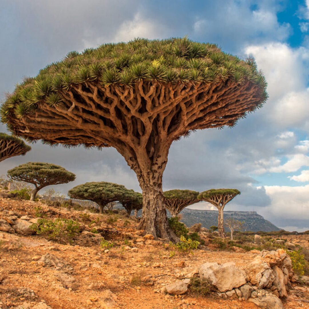 Socotra, Yemen: A Guide to the Most Alien-Looking Island on Earth