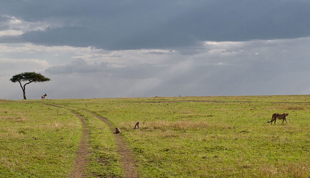 Understanding the Serengeti Ecosystem