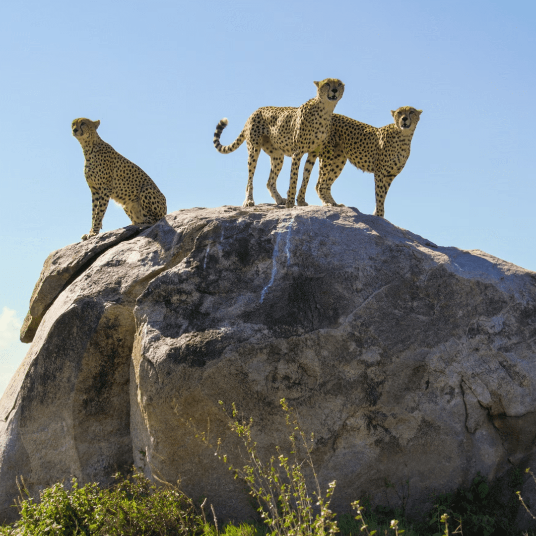 Exploring the Serengeti