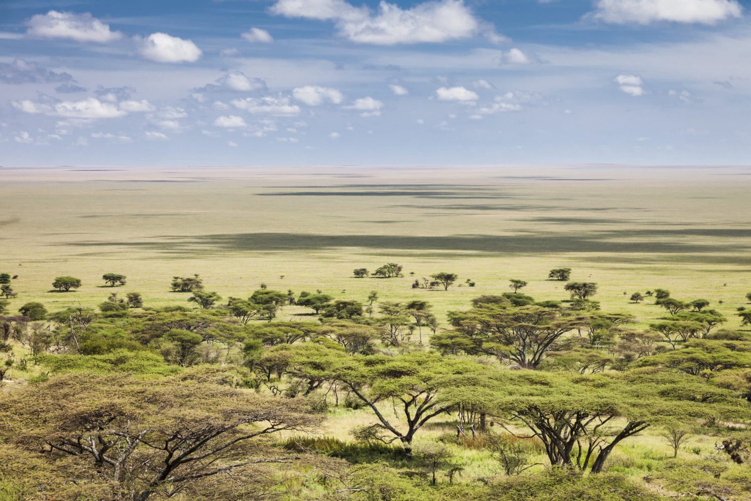 The Role of Predators in the Serengeti