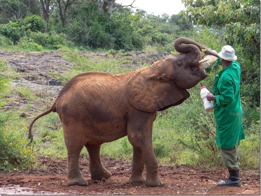 Sheldrick Wildlife Center