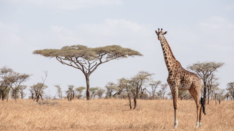 Serengeti
