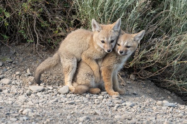 Wildlife and Natural Encounters