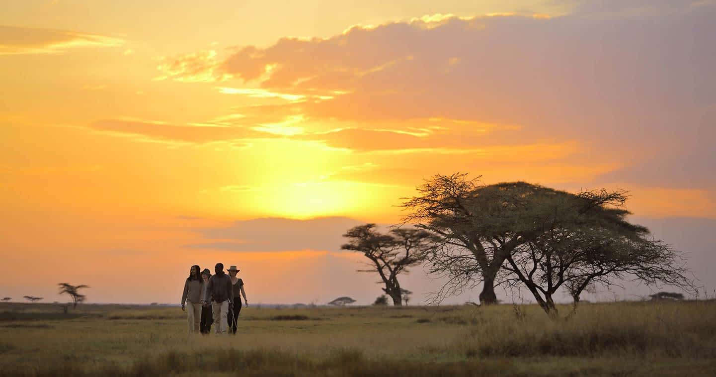 The Great Wildebeest Migration Explained