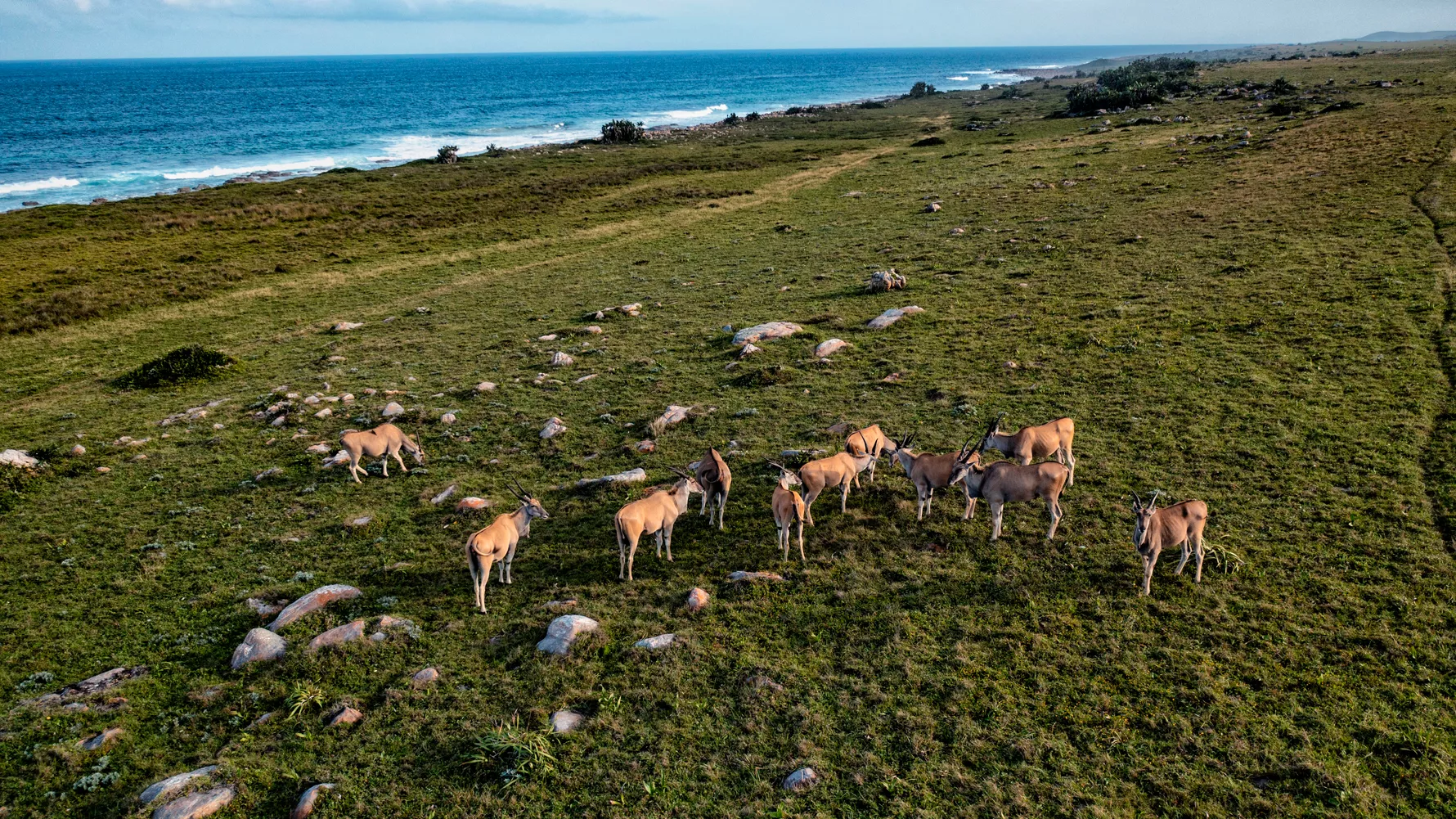 Wildlife and Coastal Landscapes
