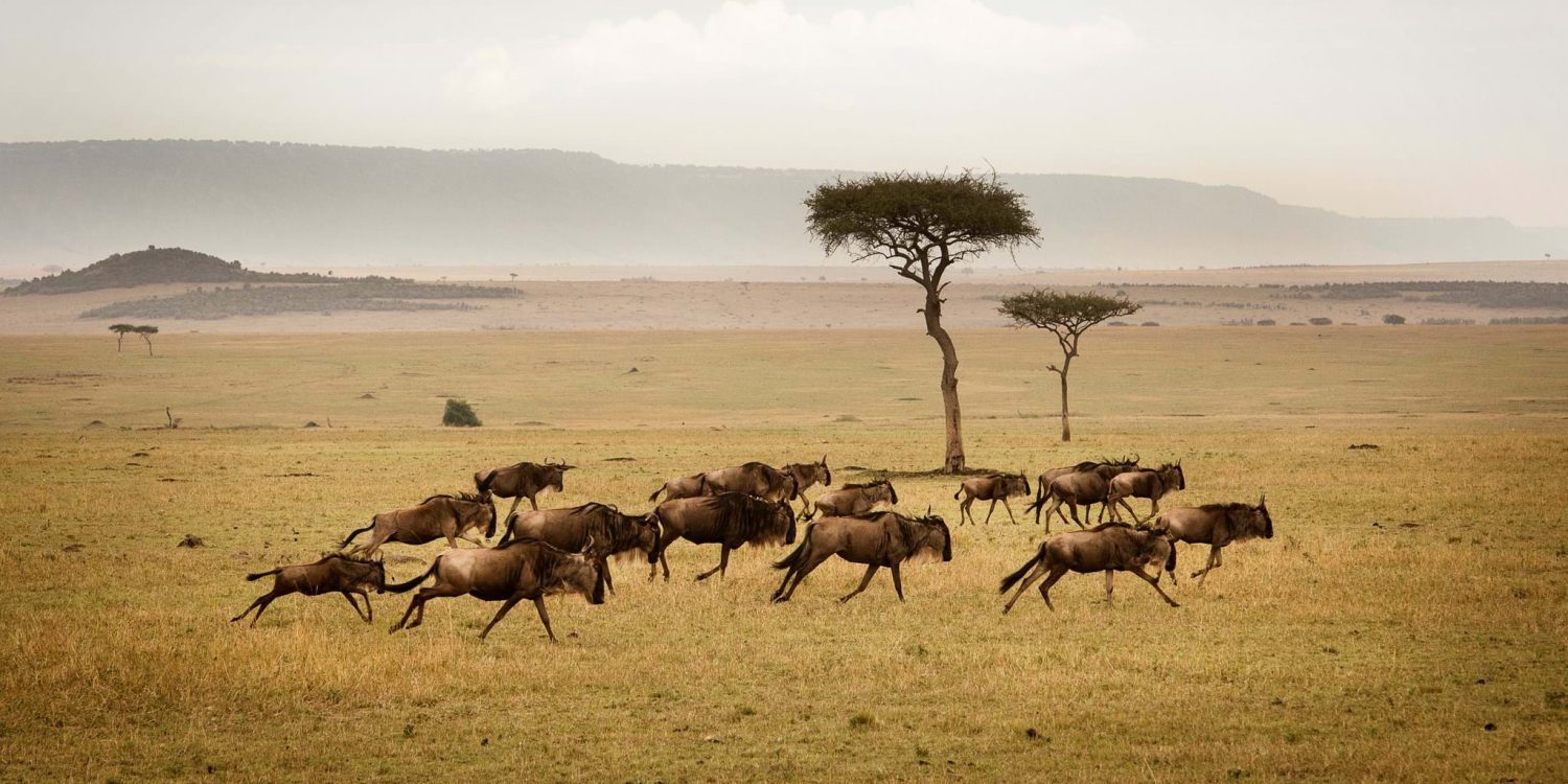 Exploring the Serengeti