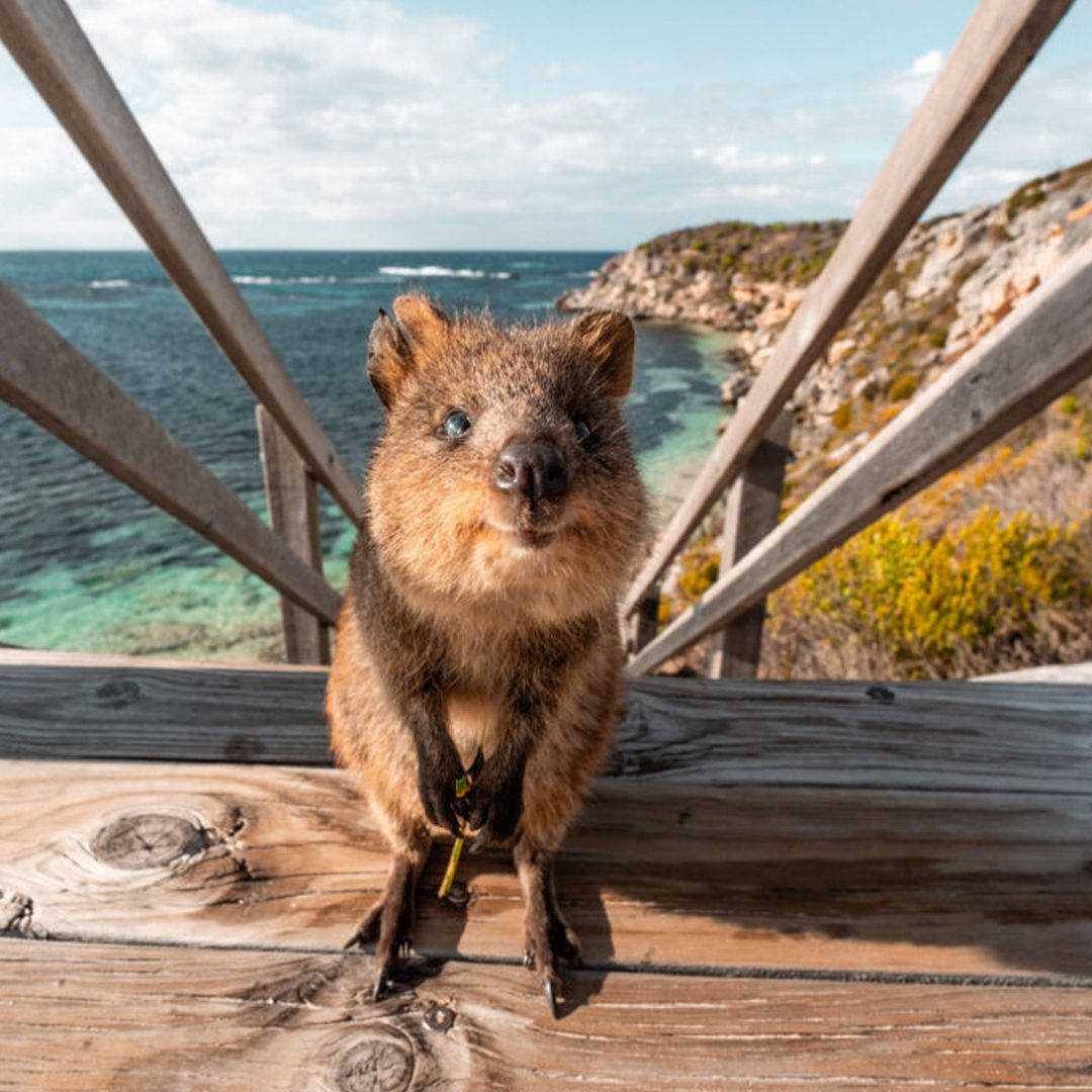 Western Australia Road Trip: Quokkas, Pinnacles, and Coastal Wonders