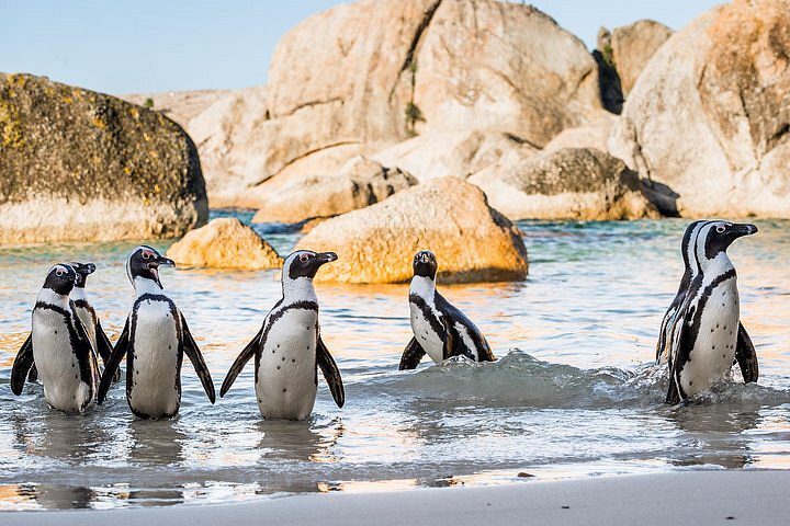 Boulders Beach