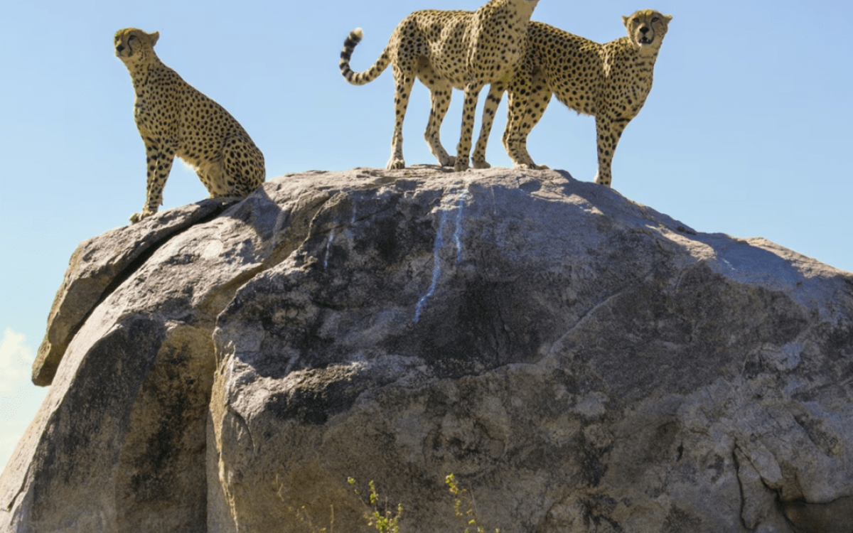 Exploring the Serengeti