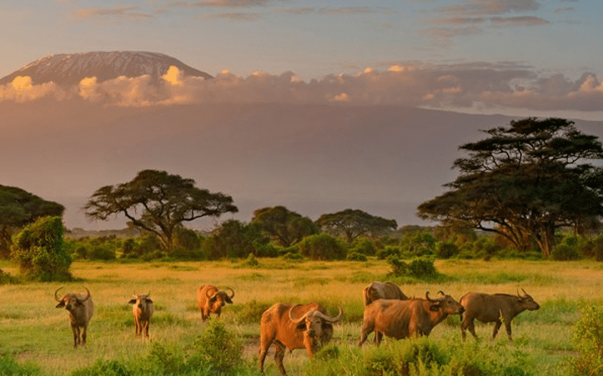 Safari in Kenya: Everything You Need to Know for Your First Trip