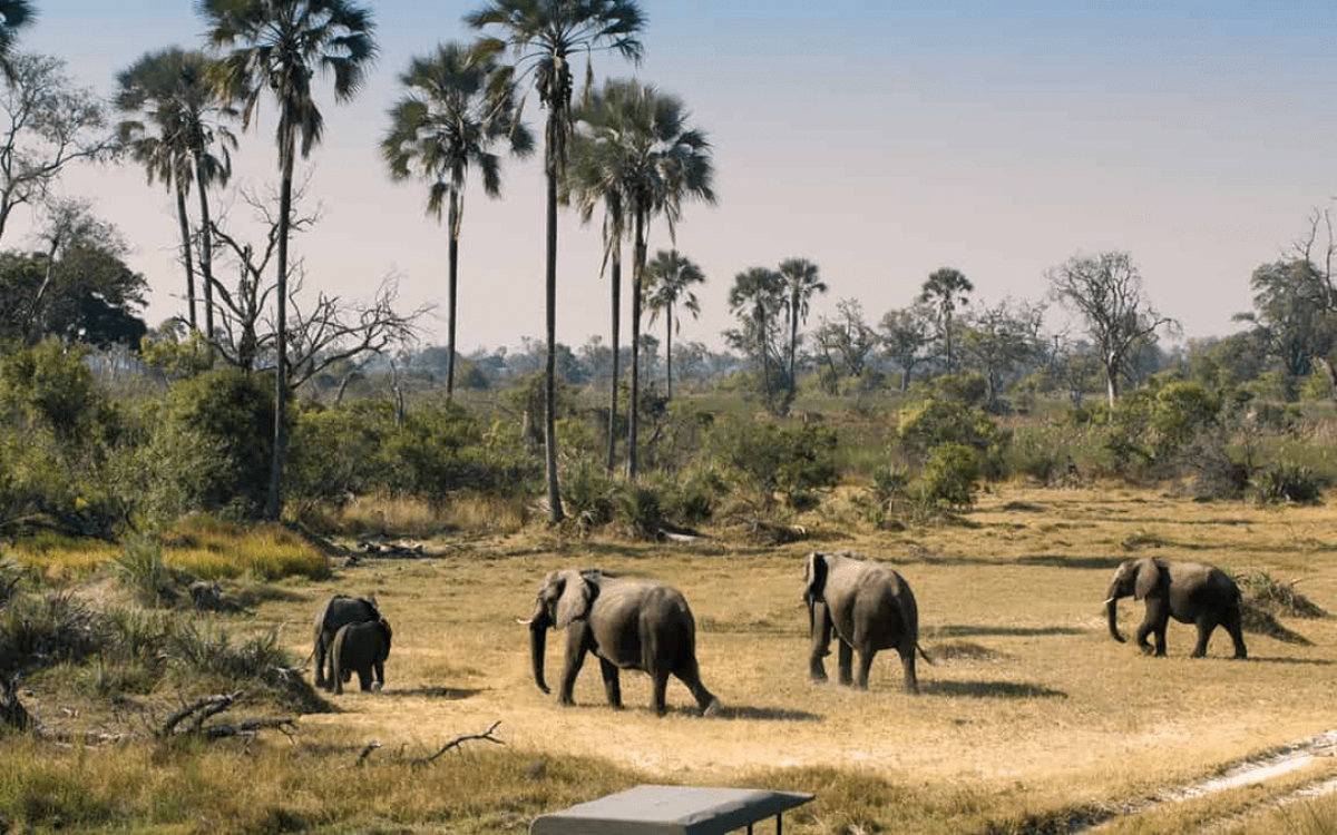 Botswana Safari Guide